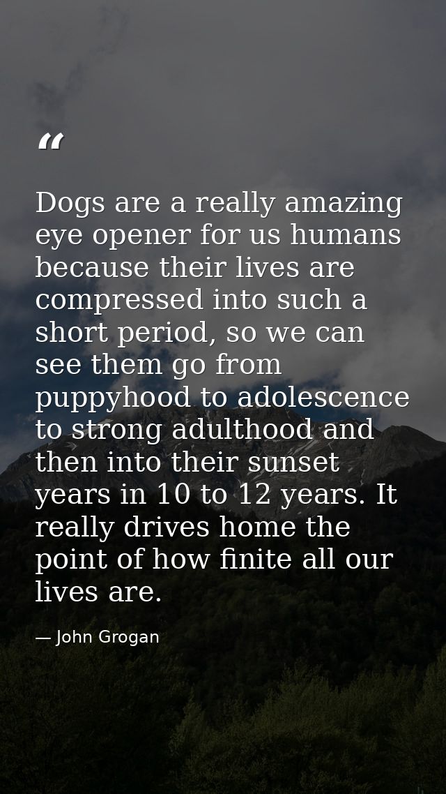 Dogs are a really amazing eye opener for us humans because their lives are compressed into such a short period, so we ca — John Grogan