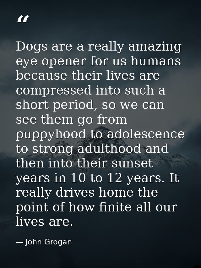 Dogs are a really amazing eye opener for us humans because their lives are compressed into such a short period, so we ca — John Grogan