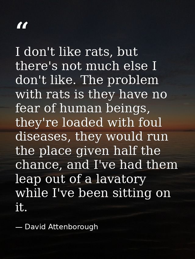 I don't like rats, but there's not much else I don't like. The problem with rats is they have no fear of human beings, t — David Attenborough