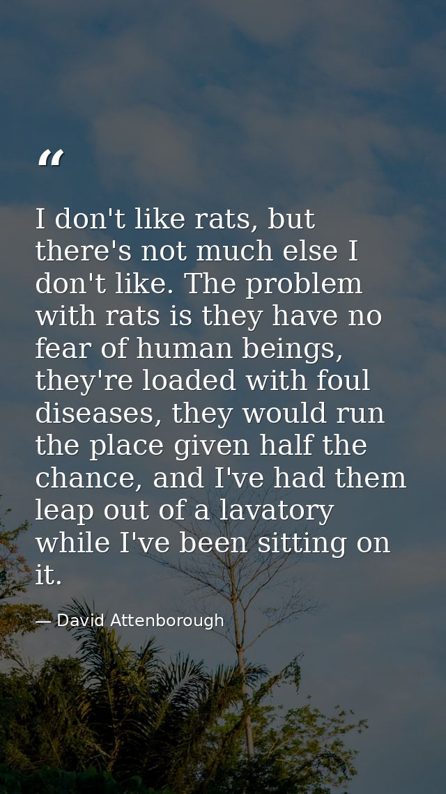 I don't like rats, but there's not much else I don't like. The problem with rats is they have no fear of human beings, t — David Attenborough