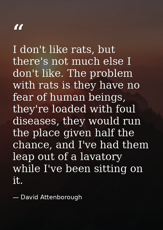 I don't like rats, but there's not much else I don't like. The problem with rats is they have no fear of human beings, t — David Attenborough