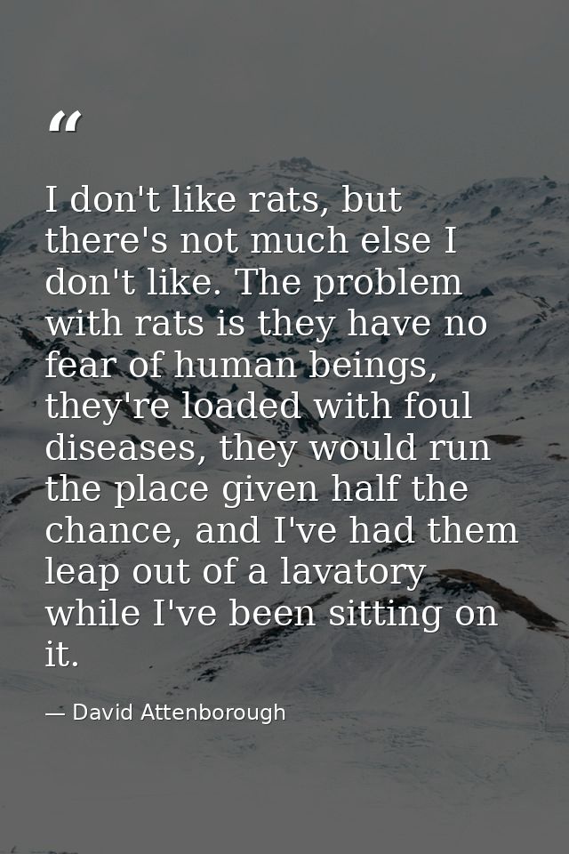 I don't like rats, but there's not much else I don't like. The problem with rats is they have no fear of human beings, t — David Attenborough