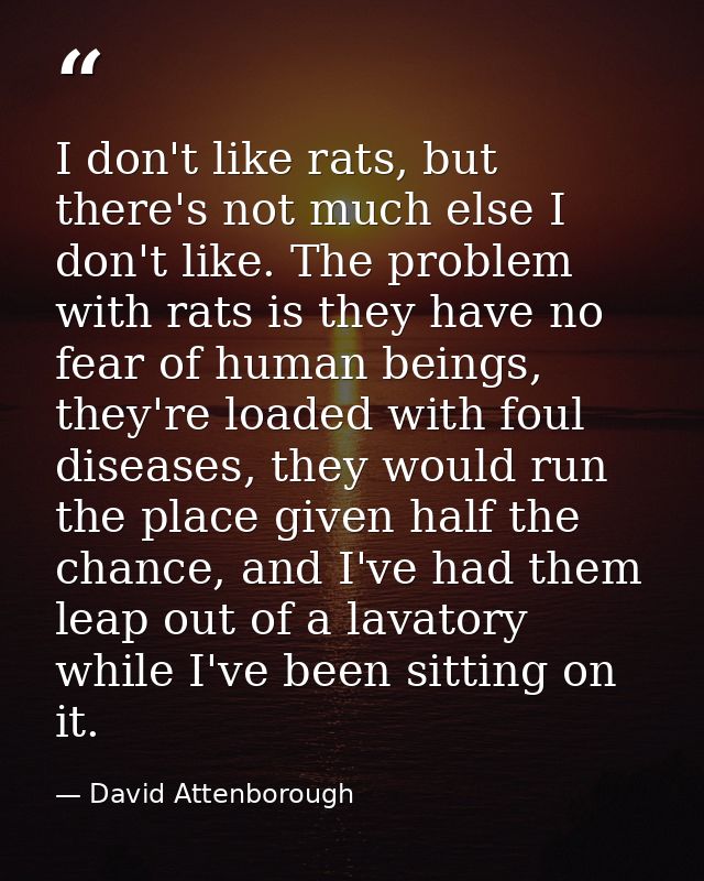I don't like rats, but there's not much else I don't like. The problem with rats is they have no fear of human beings, t — David Attenborough