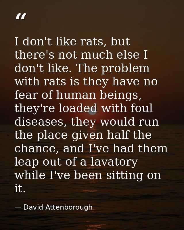 I don't like rats, but there's not much else I don't like. The problem with rats is they have no fear of human beings, t — David Attenborough