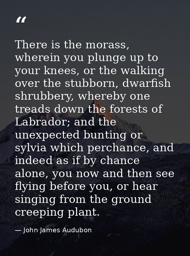 There is the morass, wherein you plunge up to your knees, or the walking over the stubborn, dwarfish shrubbery, whereby  — John James Audubon