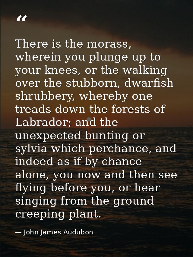 There is the morass, wherein you plunge up to your knees, or the walking over the stubborn, dwarfish shrubbery, whereby  — John James Audubon