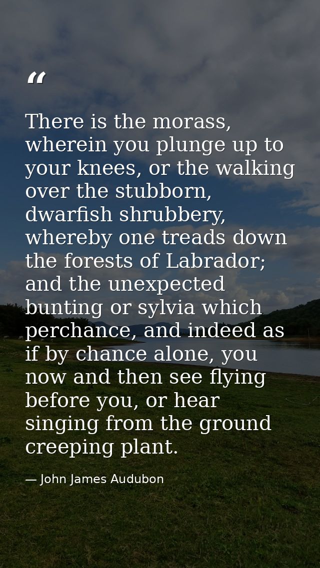 There is the morass, wherein you plunge up to your knees, or the walking over the stubborn, dwarfish shrubbery, whereby  — John James Audubon