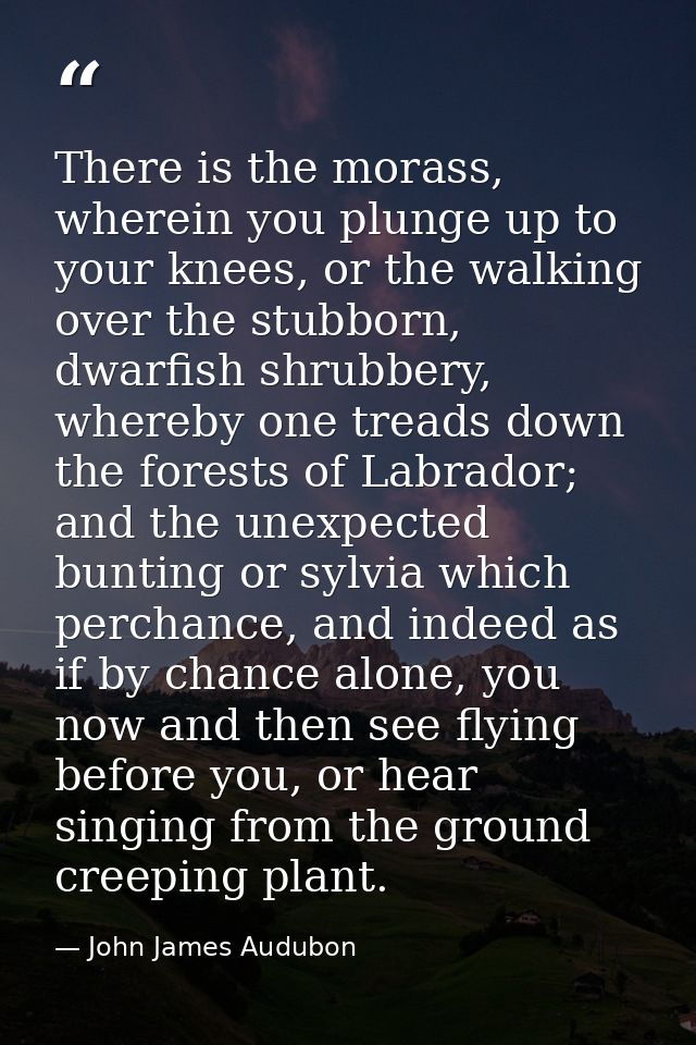 There is the morass, wherein you plunge up to your knees, or the walking over the stubborn, dwarfish shrubbery, whereby  — John James Audubon