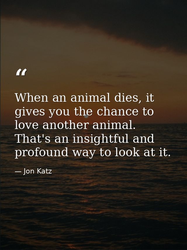 When an animal dies, it gives you the chance to love another animal. That's an insightful and profound way to look at it — Jon Katz