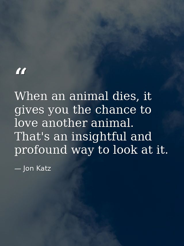 When an animal dies, it gives you the chance to love another animal. That's an insightful and profound way to look at it — Jon Katz