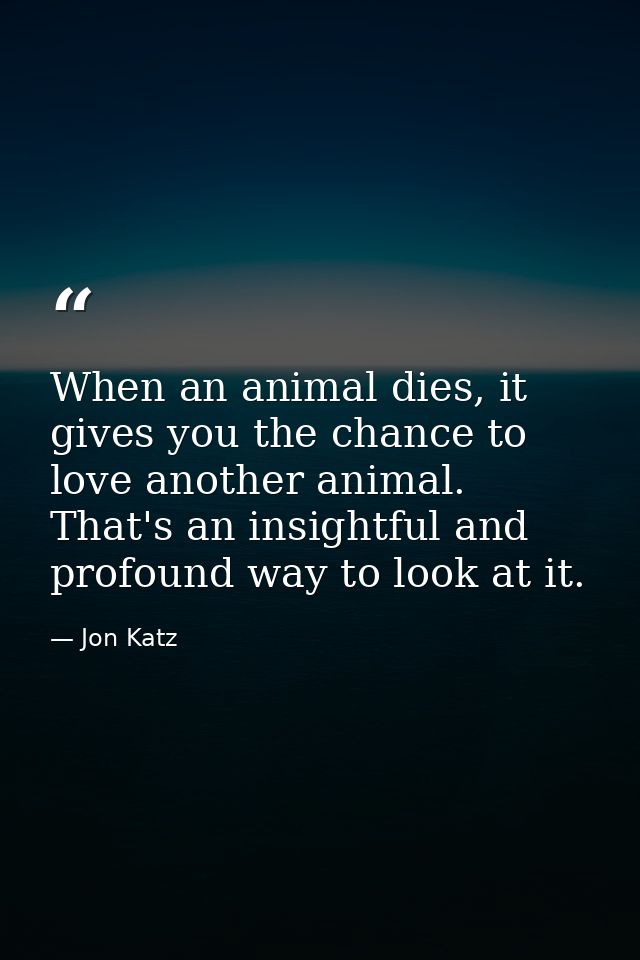 When an animal dies, it gives you the chance to love another animal. That's an insightful and profound way to look at it — Jon Katz