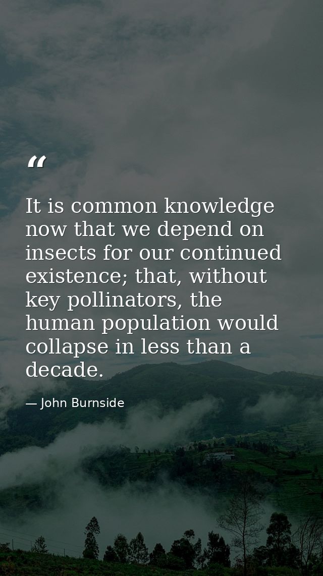 It is common knowledge now that we depend on insects for our continued existence; that, without key pollinators, the hum — John Burnside