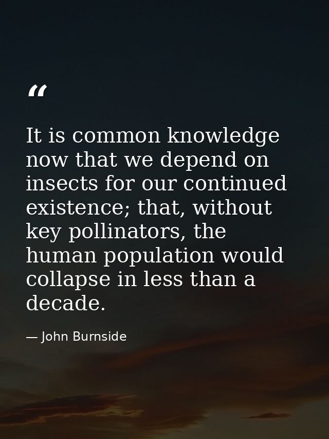 It is common knowledge now that we depend on insects for our continued existence; that, without key pollinators, the hum — John Burnside