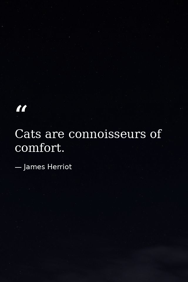 Cats are connoisseurs of comfort. — James Herriot