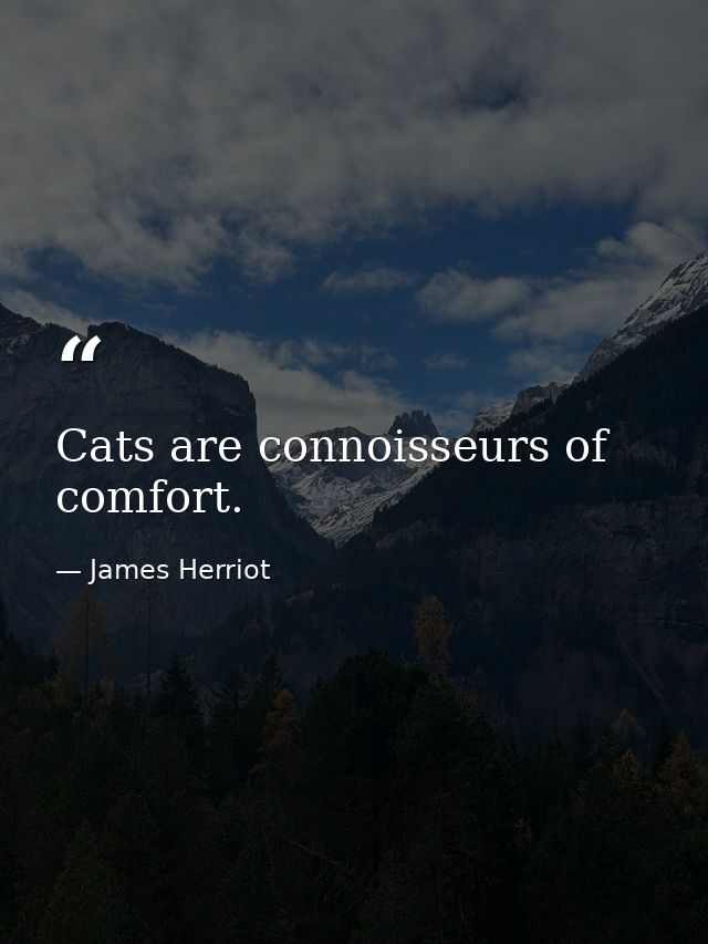 Cats are connoisseurs of comfort. — James Herriot