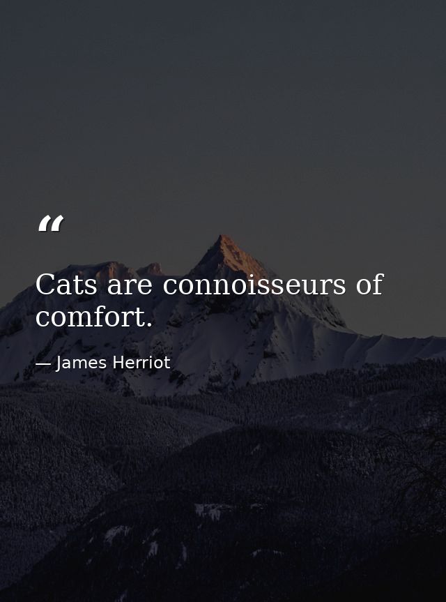 Cats are connoisseurs of comfort. — James Herriot