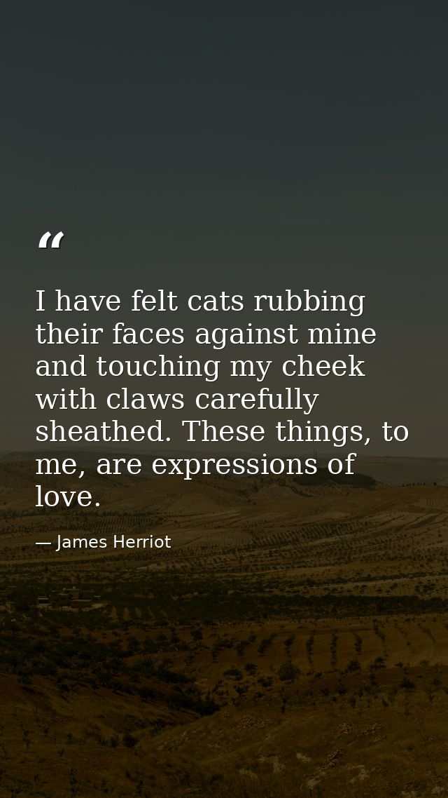 I have felt cats rubbing their faces against mine and touching my cheek with claws carefully sheathed. These things, to  — James Herriot