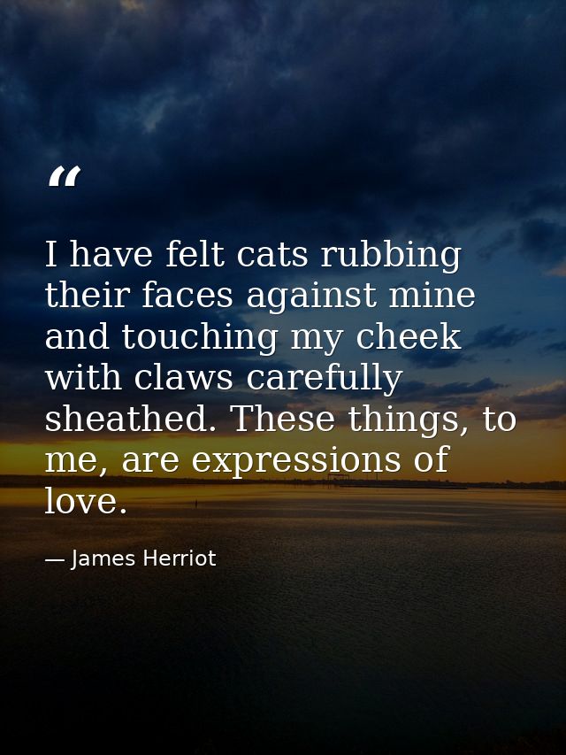 I have felt cats rubbing their faces against mine and touching my cheek with claws carefully sheathed. These things, to  — James Herriot