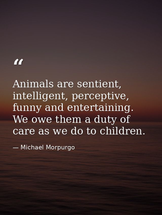 Animals are sentient, intelligent, perceptive, funny and entertaining. We owe them a duty of care as we do to children. — Michael Morpurgo