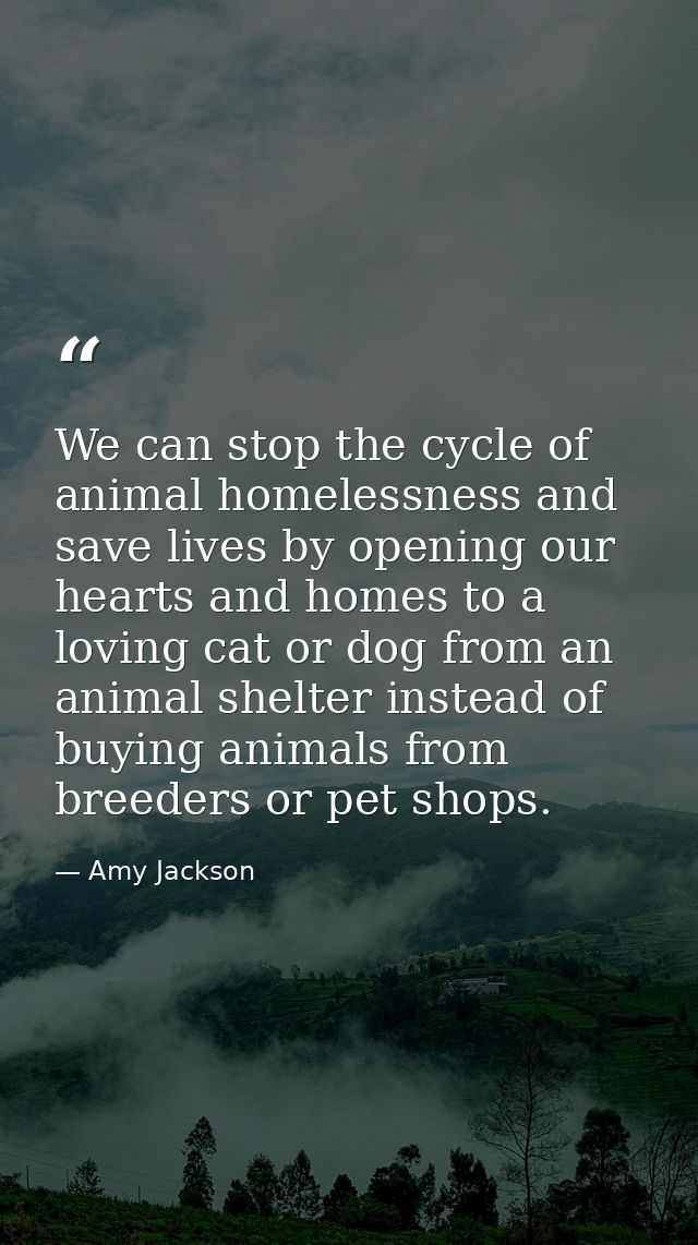 We can stop the cycle of animal homelessness and save lives by opening our hearts and homes to a loving cat or dog from  — Amy Jackson