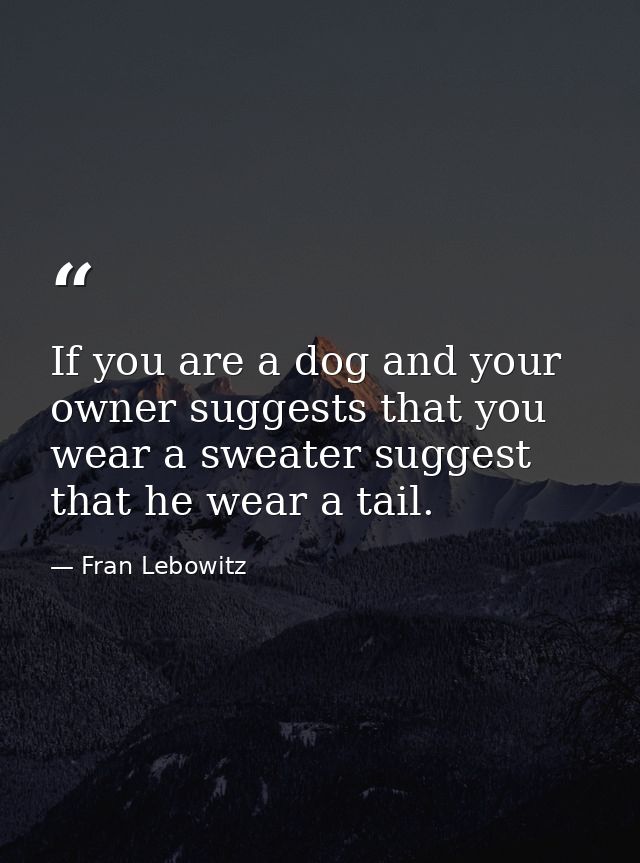 If you are a dog and your owner suggests that you wear a sweater suggest that he wear a tail. — Fran Lebowitz