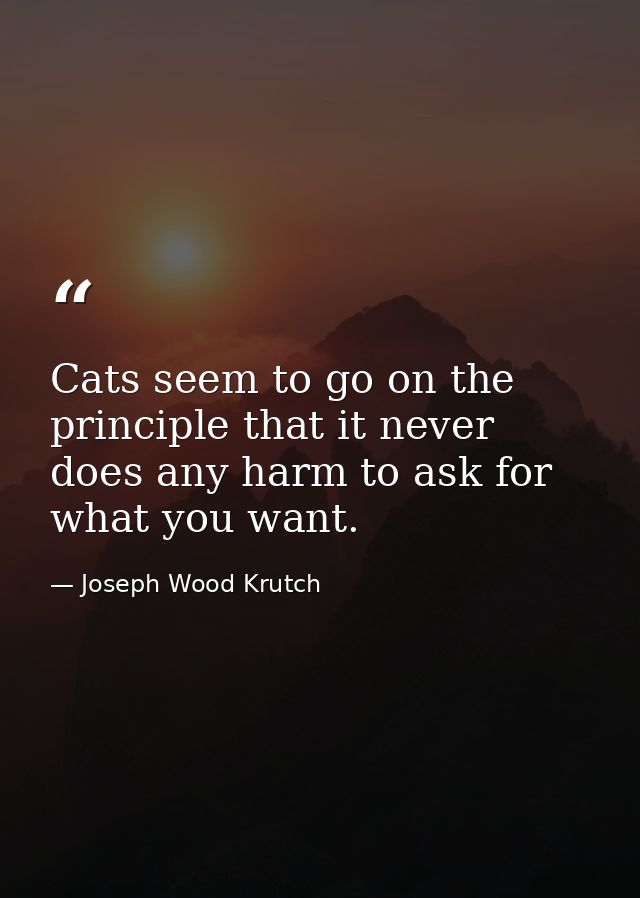 Cats seem to go on the principle that it never does any harm to ask for what you want. — Joseph Wood Krutch