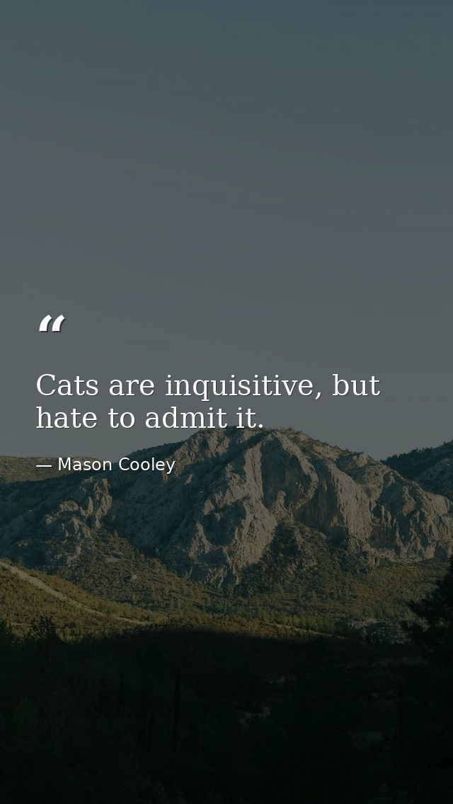 Cats are inquisitive, but hate to admit it. — Mason Cooley
