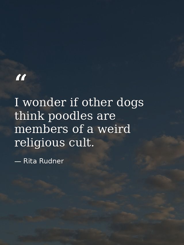 I wonder if other dogs think poodles are members of a weird religious cult. — Rita Rudner