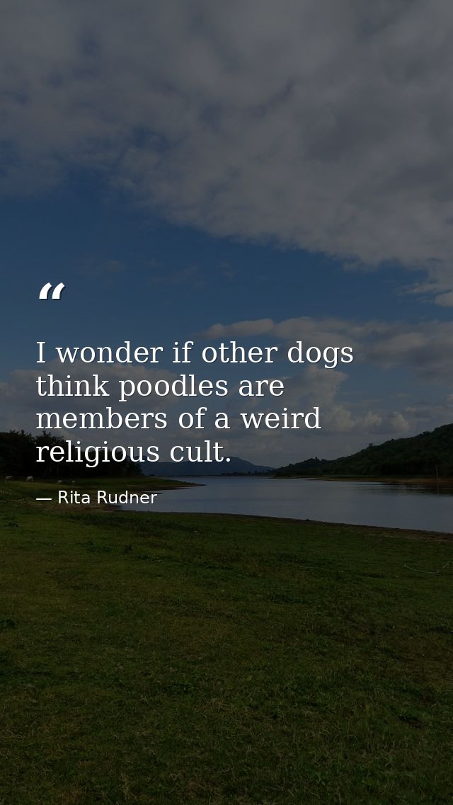 I wonder if other dogs think poodles are members of a weird religious cult. — Rita Rudner