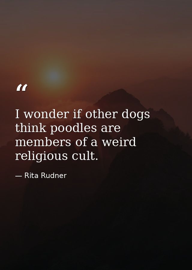 I wonder if other dogs think poodles are members of a weird religious cult. — Rita Rudner