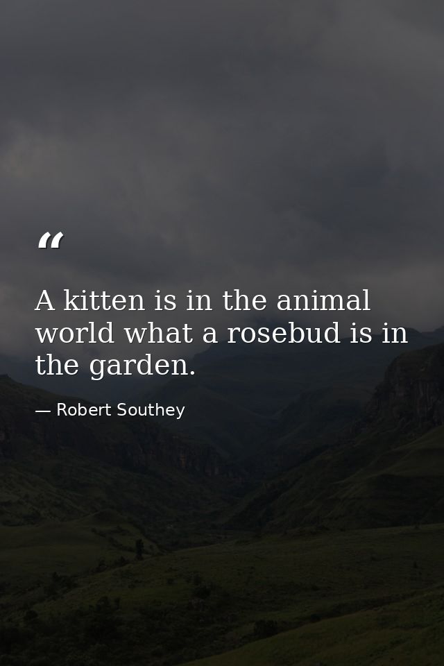 A kitten is in the animal world what a rosebud is in the garden. — Robert Southey