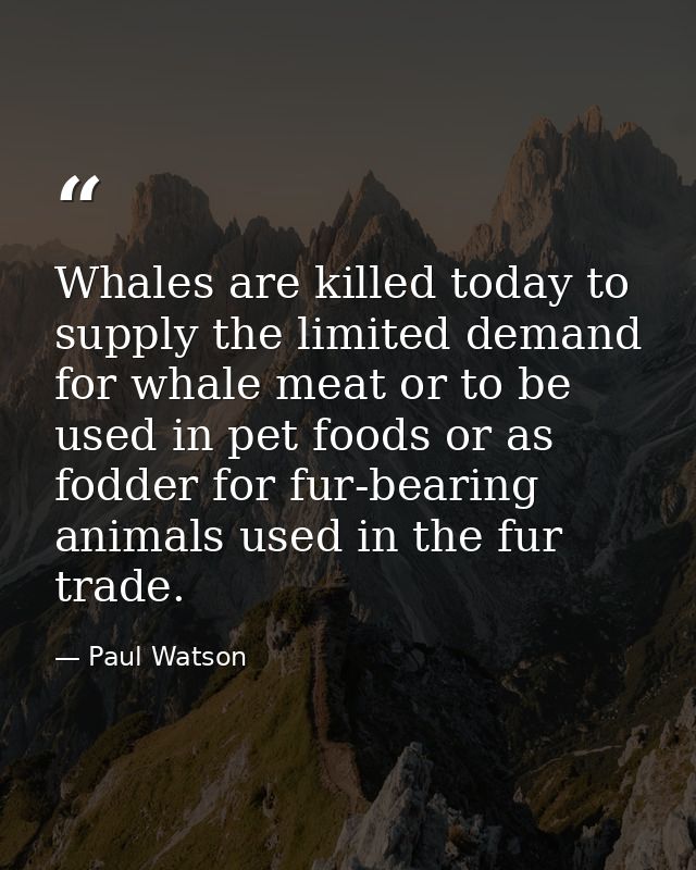 Whales are killed today to supply the limited demand for whale meat or to be used in pet foods or as fodder for fur-bear — Paul Watson