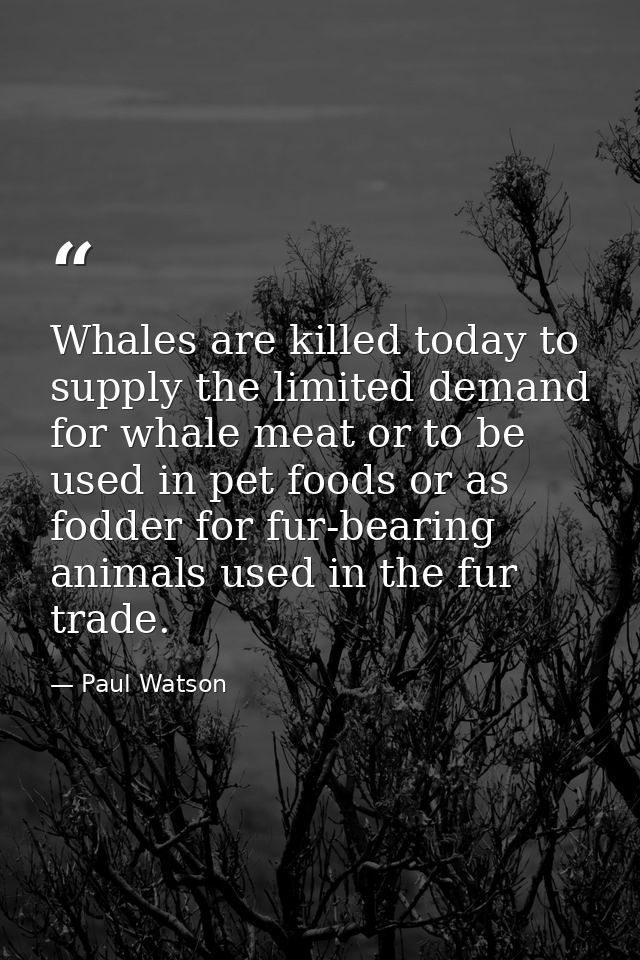 Whales are killed today to supply the limited demand for whale meat or to be used in pet foods or as fodder for fur-bear — Paul Watson