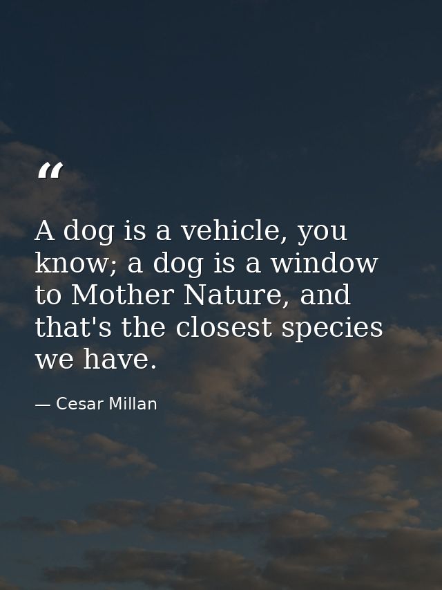 A dog is a vehicle, you know; a dog is a window to Mother Nature, and that's the closest species we have. — Cesar Millan