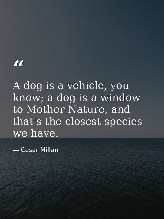 A dog is a vehicle, you know; a dog is a window to Mother Nature, and that's the closest species we have. — Cesar Millan