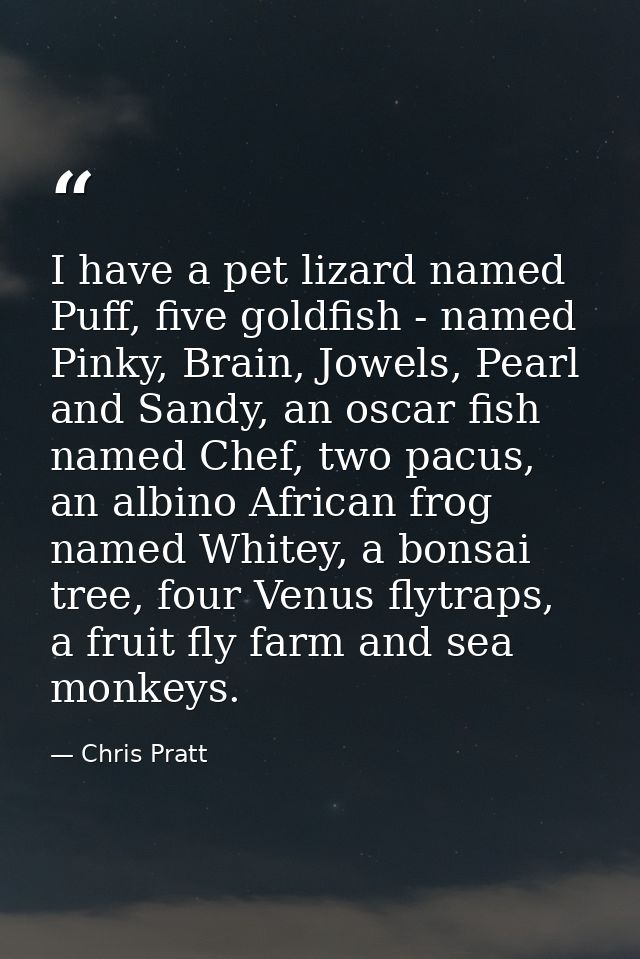 I have a pet lizard named Puff, five goldfish - named Pinky, Brain, Jowels, Pearl and Sandy, an oscar fish named Chef, t — Chris Pratt