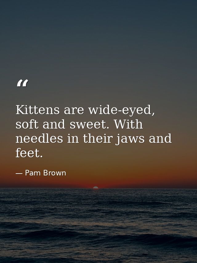 Kittens are wide-eyed, soft and sweet. With needles in their jaws and feet. — Pam Brown