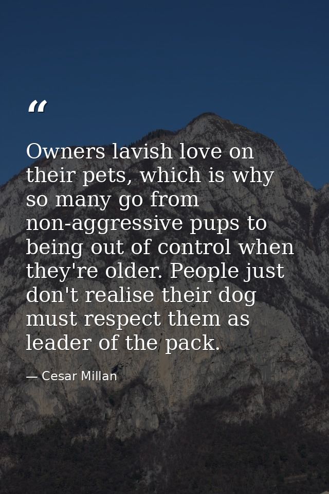 Owners lavish love on their pets, which is why so many go from non-aggressive pups to being out of control when they're  — Cesar Millan