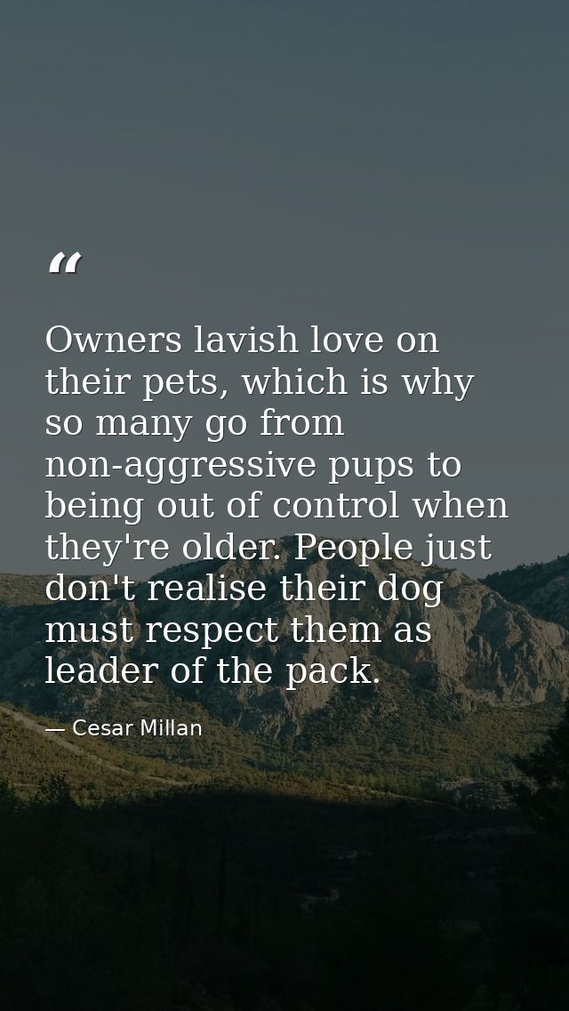 Owners lavish love on their pets, which is why so many go from non-aggressive pups to being out of control when they're  — Cesar Millan