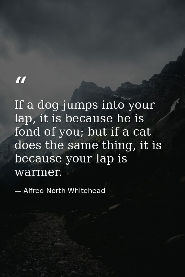 If a dog jumps into your lap, it is because he is fond of you; but if a cat does the same thing, it is because your lap  — Alfred North Whitehead