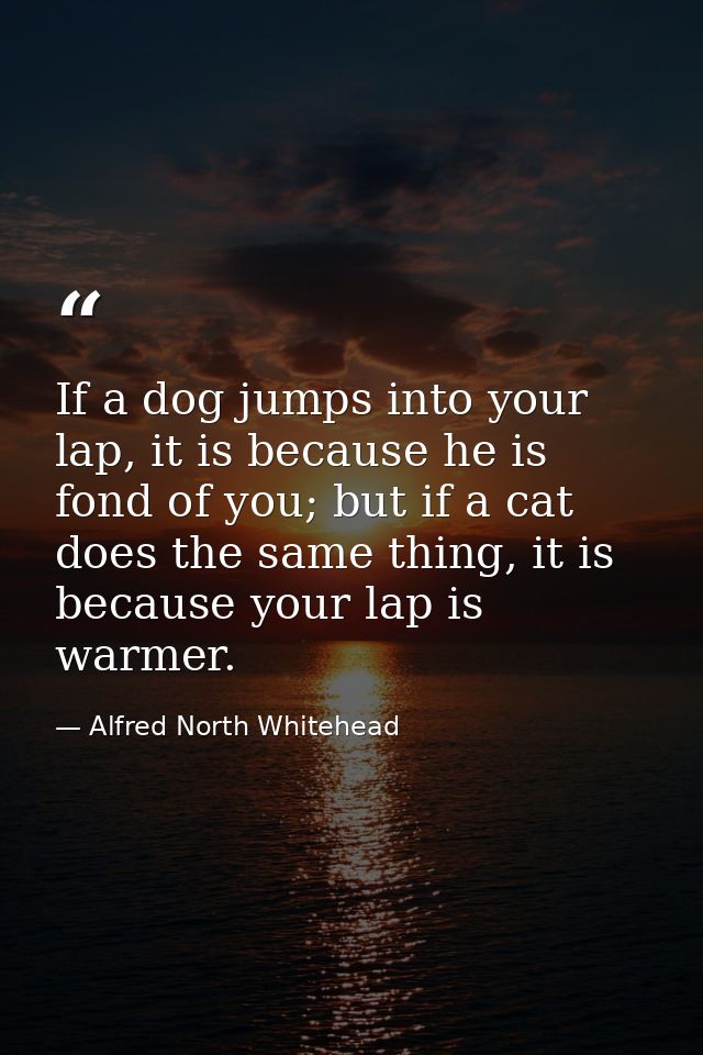 If a dog jumps into your lap, it is because he is fond of you; but if a cat does the same thing, it is because your lap  — Alfred North Whitehead