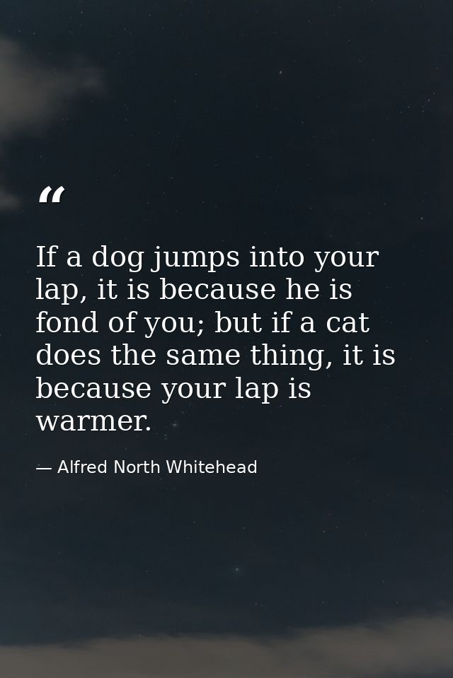 If a dog jumps into your lap, it is because he is fond of you; but if a cat does the same thing, it is because your lap  — Alfred North Whitehead