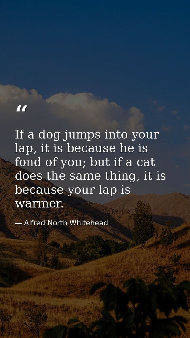 If a dog jumps into your lap, it is because he is fond of you; but if a cat does the same thing, it is because your lap  — Alfred North Whitehead