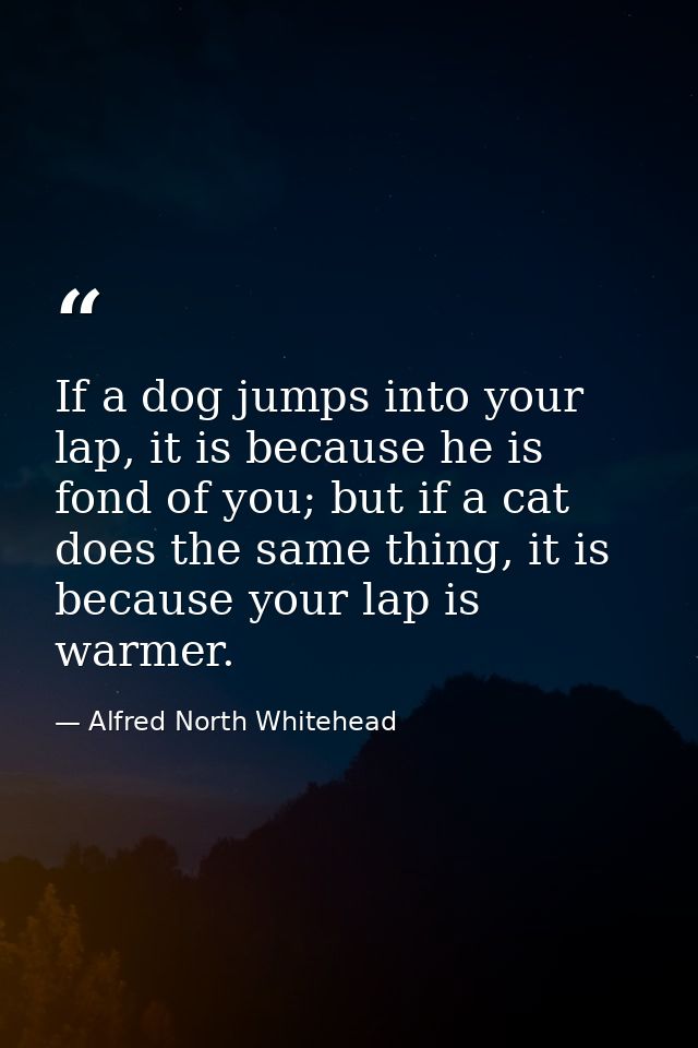 If a dog jumps into your lap, it is because he is fond of you; but if a cat does the same thing, it is because your lap  — Alfred North Whitehead