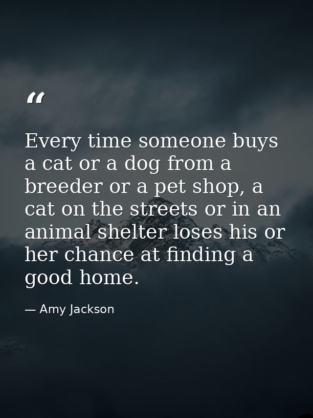Every time someone buys a cat or a dog from a breeder or a pet shop, a cat on the streets or in an animal shelter loses  — Amy Jackson