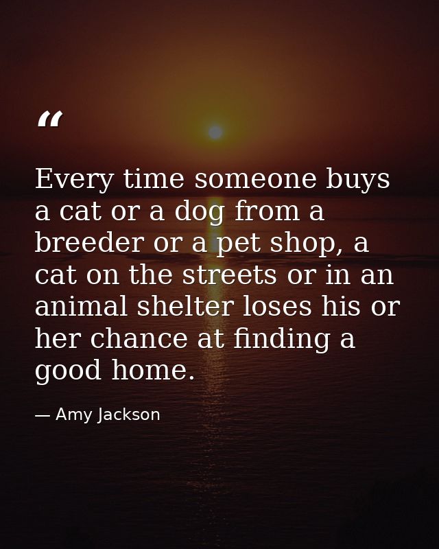Every time someone buys a cat or a dog from a breeder or a pet shop, a cat on the streets or in an animal shelter loses  — Amy Jackson
