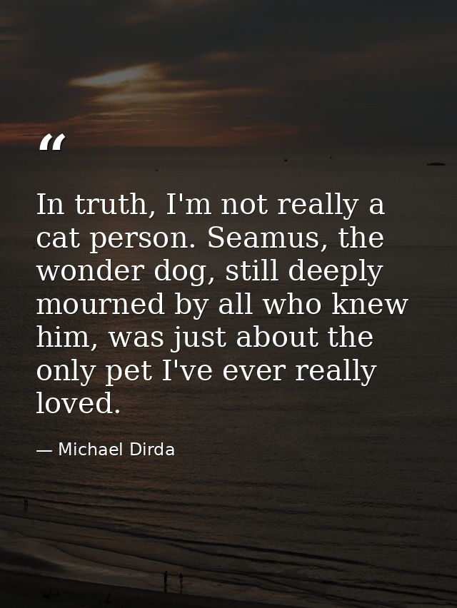 In truth, I'm not really a cat person. Seamus, the wonder dog, still deeply mourned by all who knew him, was just about  — Michael Dirda