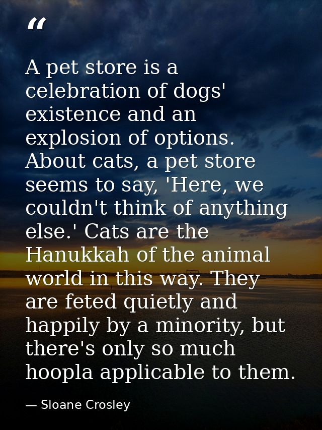 A pet store is a celebration of dogs' existence and an explosion of options. About cats, a pet store seems to say, 'Here — Sloane Crosley