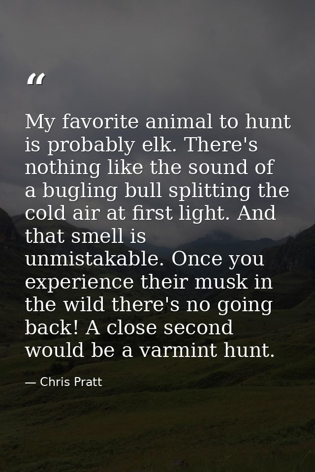 My favorite animal to hunt is probably elk. There's nothing like the sound of a bugling bull splitting the cold air at f — Chris Pratt