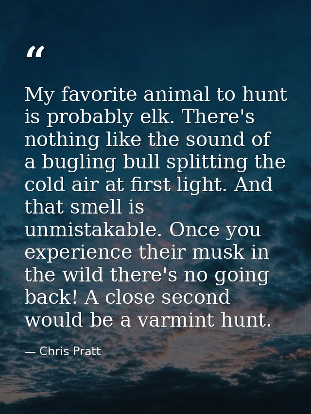 My favorite animal to hunt is probably elk. There's nothing like the sound of a bugling bull splitting the cold air at f — Chris Pratt